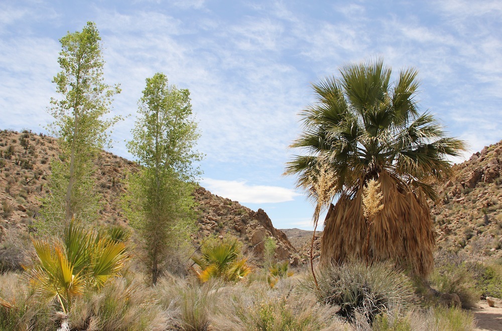 Joshua Tree National Park Travel Mindset