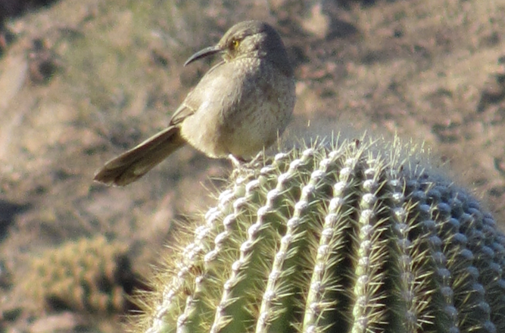 Cowboys and Criminals in Yuma, Arizona Travel Mindset